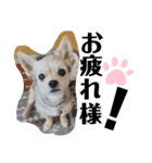 内弁慶のふうちゃん（個別スタンプ：18）
