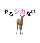 【実写】鹿のスタンプ（個別スタンプ：1）