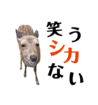 【実写】鹿のスタンプ（個別スタンプ：2）
