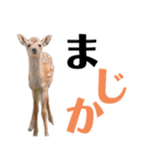 【実写】鹿のスタンプ（個別スタンプ：3）