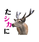 【実写】鹿のスタンプ（個別スタンプ：4）