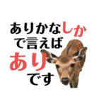 【実写】鹿のスタンプ（個別スタンプ：5）