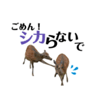 【実写】鹿のスタンプ（個別スタンプ：8）