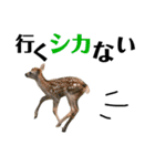 【実写】鹿のスタンプ（個別スタンプ：9）