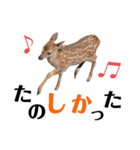 【実写】鹿のスタンプ（個別スタンプ：10）