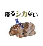 【実写】鹿のスタンプ（個別スタンプ：11）