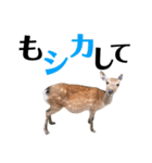 【実写】鹿のスタンプ（個別スタンプ：13）