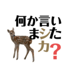 【実写】鹿のスタンプ（個別スタンプ：14）