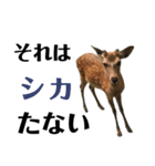 【実写】鹿のスタンプ（個別スタンプ：16）