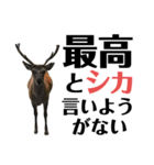 【実写】鹿のスタンプ（個別スタンプ：18）