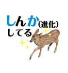 【実写】鹿のスタンプ（個別スタンプ：20）