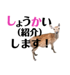 【実写】鹿のスタンプ（個別スタンプ：21）
