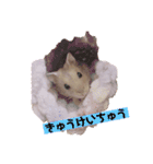 ハムスターブルーサファイア（個別スタンプ：16）