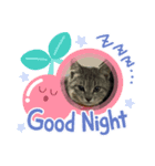 保護猫 ＆ COCO ❹（個別スタンプ：1）