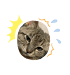 保護猫 ＆ COCO ❹（個別スタンプ：2）