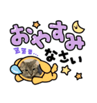 保護猫 ＆ COCO ❹（個別スタンプ：5）
