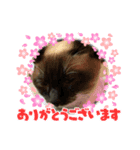 保護猫 ＆ COCO ❹（個別スタンプ：8）