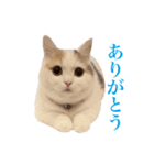 にぼしらすたんぷタメ口ver（個別スタンプ：2）