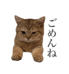 にぼしらすたんぷタメ口ver（個別スタンプ：3）
