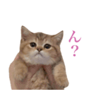 にぼしらすたんぷタメ口ver（個別スタンプ：7）
