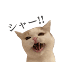 にぼしらすたんぷタメ口ver（個別スタンプ：8）