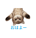 にぼしらすたんぷタメ口ver（個別スタンプ：10）