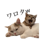 にぼしらすたんぷタメ口ver（個別スタンプ：14）
