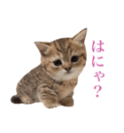にぼしらすたんぷタメ口ver（個別スタンプ：15）