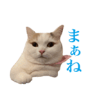 にぼしらすたんぷタメ口ver（個別スタンプ：16）