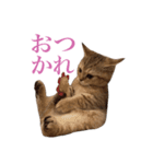 にぼしらすたんぷタメ口ver（個別スタンプ：18）