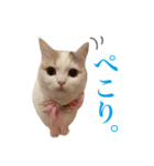 にぼしらすたんぷタメ口ver（個別スタンプ：19）