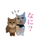 にぼしらすたんぷタメ口ver（個別スタンプ：22）