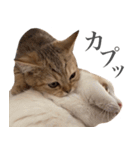 にぼしらすたんぷタメ口ver（個別スタンプ：23）