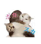 にぼしらすたんぷタメ口ver（個別スタンプ：24）