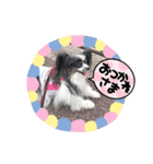 パピヨンのリロ♪のハッピースタンプ♥（個別スタンプ：13）