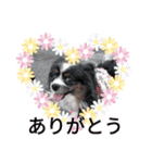 パピヨンのリロ♪のハッピースタンプ♥（個別スタンプ：14）