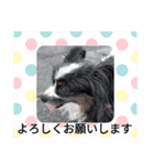パピヨンのリロ♪のハッピースタンプ♥（個別スタンプ：15）