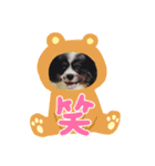パピヨンのリロ♪のハッピースタンプ♥（個別スタンプ：16）