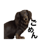 あつまれ！犬猫狸のきむち（個別スタンプ：2）