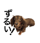 あつまれ！犬猫狸のきむち（個別スタンプ：5）