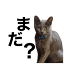 あつまれ！犬猫狸のきむち（個別スタンプ：6）