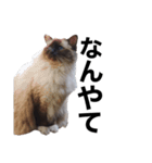 あつまれ！犬猫狸のきむち（個別スタンプ：13）