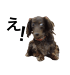 あつまれ！犬猫狸のきむち（個別スタンプ：14）