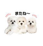 ☆むぎちょこみるく☆ペキビション（個別スタンプ：3）