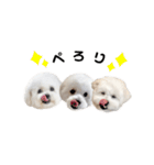 ☆むぎちょこみるく☆ペキビション（個別スタンプ：4）