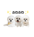 ☆むぎちょこみるく☆ペキビション（個別スタンプ：8）