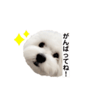☆むぎちょこみるく☆ペキビション（個別スタンプ：21）