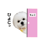 ☆むぎちょこみるく☆ペキビション（個別スタンプ：22）