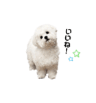 ☆むぎちょこみるく☆ペキビション（個別スタンプ：30）