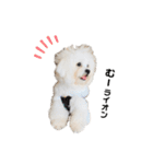 ☆むぎちょこみるく☆ペキビション（個別スタンプ：31）